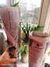 綠蘿發(fā)財樹(shù)辦公室盆栽文竹水培植物盆栽花卉室內盆景綠植吊蘭海棠 海棠+文竹+綠蘿+椰子【套餐】 含盆 曬單實(shí)拍圖