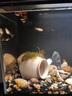 貝意品魚(yú)缸除藻劑去苔劑凈青苔清除劑褐藻去除神器綠水綠藻絲藻克星專(zhuān)用 曬單實(shí)拍圖