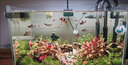 尼奧光魚缸燈水草燈LED燈S3proRGB植物光譜 13W新款尼奧S3pro+【高亮自然版雙倍亮度】 曬單實(shí)拍圖