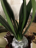 艾瑩君子蘭花苗 盆栽花卉辦公室內綠植當年開(kāi)花青葉蘭苗精品 白花君子蘭6片葉 曬單實(shí)拍圖