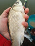 卸力線組斑點(diǎn)釣魚線套裝全套主線正品綁好超強(qiáng)拉力鯽魚主線組成品 5.4米卸力子線夾(單迷彩鉛 3卷裝) 1.5# 曬單實(shí)拍圖