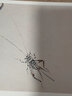 歷代名畫解讀 康熙原版芥子園畫傳·草蟲花卉譜（上、下冊） 曬單實拍圖
