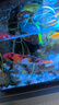 AIPHAROW金魚(yú)活體大草金小金魚(yú)苗紅花草金冷水魚(yú)好養耐活觀(guān)賞魚(yú)紅鯽錦鯉魚(yú) 14-16cm花草金2條 曬單實(shí)拍圖