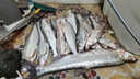 Wifreo路亞8003wacky倒釣鉤泥鰍鉤專(zhuān)用德州釣法翹嘴鱸魚(yú)魚(yú)鉤倒刺魚(yú)鉤 【加強型】50枚 2/0#（釣3-5斤） 曬單實(shí)拍圖