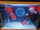 D&ASTUDIO小型魚缸靜音增氧泵家用養(yǎng)魚氧氣泵充氧泵打氧機(jī)水族箱增氧設(shè)備 單孔氣泵（2米氣管+氣泡盤+止水閥） 曬單實(shí)拍圖