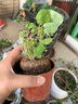 孫凱（SUNKAI）山烏龜植物盆栽圓葉爬藤塊根耐旱室內好養 山烏龜6-8厘米育苗盆 帶盆栽好 曬單實(shí)拍圖