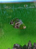 異景園漂浮石水族仿真造景裝飾人工浮石阿凡達水草魚(yú)缸造景石懸莫斯石頭假山石造景套餐魚(yú)缸擺件 CH643小號浮石 曬單實(shí)拍圖