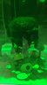 旺園興魚(yú)缸造景樹(shù)定植樹(shù)沉木活體裝飾水草無(wú)需底沙魚(yú)缸造景增氧莫斯植物 高20cm左右(蘑菇頭直徑12cm) 曬單實(shí)拍圖