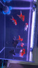 智伴熊 ZIBARBEAR蝶尾金魚(yú)鎏金小金魚(yú)活觀(guān)賞魚(yú)小型冷水魚(yú)淡水魚(yú)好養耐活紅獅魚(yú)泰獅 8-10cm金魚(yú)套餐D共9條 曬單實(shí)拍圖