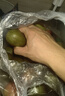 京覓四川紅心獼猴桃 12粒 單果90-110g 生鮮水果奇異果 源頭直發(fā) 曬單實(shí)拍圖