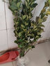 HUAHUIYOU批發(fā) 冬青苗 冬青樹(shù)苗 常青綠籬冬青小苗北海道黃楊苗 現起苗 50-60厘米冬青【5顆裝】 10cm(含)-19cm(含) 曬單實(shí)拍圖