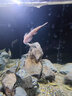 紅鉆吸鰍底棲工具魚(yú)清潔魚(yú)缸原生觀(guān)賞冷水溪流魚(yú)除藻清潔鼠 紅鉆吸鰍3-4cm【5+1條防損】發(fā)色 曬單實(shí)拍圖