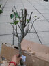矮樁嫁接蘋(píng)果樹(shù)盆栽盆景帶果室內四季紅富士水果樹(shù)苗好成活陽(yáng)臺小果樹(shù) 冰糖心4年苗【盆栽樹(shù)形】 不含盆 曬單實(shí)拍圖
