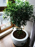 亞招 獨桿米蘭九里香盆栽花四季開(kāi)花不斷室內香花植物凈化空氣老樁 曬單實(shí)拍圖