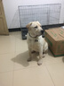 牛皮狗項(xiàng)圈狗圈頸圈中型犬大型犬拉布拉多狗脖套定制激光刻字寵物身份牌 3.5cm寬 調(diào)節(jié)范圍（51cm—66cm） 頭層軟牛皮（備注狗狗名字、出生日期、電話） 曬單實(shí)拍圖