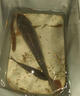 速聚達(dá)釣鯉魚餌料專攻河流湖庫黑坑四季釣鯉魚專用餌料免打窩鯉魚誘食劑 1包【一斤裝】多買優(yōu)惠 曬單實(shí)拍圖