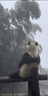 DISSONA迪桑娜女包幸運(yùn)錦囊hobo包老花包單肩手提包情侶通勤包中性腋下包 棕色-小號(hào)（肩帶可調(diào)節(jié)） 曬單實(shí)拍圖