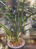 建蘭一品梅蘭花夏蘭四季蘭濃香老種好養易活花卉盆栽銘品綠植室內 2壯苗帶花 裸根不帶土 曬單實(shí)拍圖