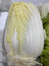 千朵云山東新鮮露天大白菜 農(nóng)家自種東北白菜當(dāng)季黃心鮮嫩華菜整箱蔬菜 約10斤 曬單實(shí)拍圖