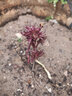 芍藥花苗 芍藥種根 芍藥花 盆栽芍藥苗  當(dāng)年開花 孔雀飛 不含盆 曬單實拍圖