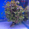 云峰海瑞 水草活體 懶人造景 沉木活水草 魚缸造景套餐水族箱裝飾魚水草 紅玫瑰6頭沉木 曬單實(shí)拍圖
