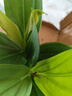 寶蓮燈花盆栽四季帶苞開(kāi)花美丁花觀(guān)賞花寶蓮燈好養國產(chǎn)客廳 中苗15cm左右原土發(fā)貨 曬單實(shí)拍圖
