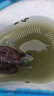 寸金（INCH-GOLD） 龟龟粮100g 乌龟 巴西龟粮 小龟 半水龟饲料 上浮型 实拍图