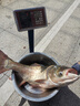 BAISHA FISH BS白鯊鰱鳙二代方塊餌料酸臭味草莓味霧化好拋竿海竿主攻花白鰱魚餌 二代酸臭鰱鳙方塊【常規(guī)霧化】 【1包裝】 曬單實拍圖