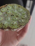 南步蓮蓬新鮮【順豐可選】湘潭太空水果嫩蓮蓬生吃洪湖新鮮蓮子帶蓮蓬 2斤 鮮蓮子 加冰發(fā)貨 曬單實(shí)拍圖