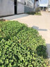 譽(yù)滿(mǎn)園 草籽草坪種子四季青免修剪狗牙根護坡固土綠化草皮高羊茅黑麥草 混播四季青草種1斤【復綠發(fā)芽快】 曬單實(shí)拍圖