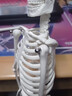 艾妃夢(mèng) 骨架模型45cm85cm人體骨骼模型全身脊椎骨骼脊柱模型骨骼標本 45cm骨骼【白色】升級加厚底座 曬單實(shí)拍圖
