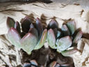 鑫干和（xinganhe）多肉植物組合盆栽多肉室內(nèi)盆栽綠植花卉室內(nèi)桌面植物 霜之朝 曬單實拍圖