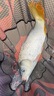 達(dá)億瓦（DAIWA） 黑鋼極 19調(diào)魚竿 臺釣竿 日本硬挺輕量手竿釣魚竿碳素戰(zhàn)斗釣竿 4.5m 8H 曬單實拍圖