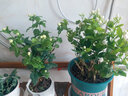 凝慧虎頭茉莉花盆栽室內外陽(yáng)臺重瓣濃香花卉獨桿茉莉花苗 獨桿虎頭 曬單實(shí)拍圖