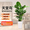 雙盟天堂鳥大型植物客廳綠植盆栽辦公室內(nèi)鶴望蘭好養(yǎng)落地網(wǎng)紅源頭直發(fā) 曬單實(shí)拍圖