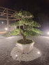 淺倉臺灣竹茶盤(pán)茶臺迷你儲水式托盤(pán) 竹節杯托茶杯架 竹制儲水茶盤(pán) 原竹茶盤(pán)（短） 曬單實(shí)拍圖