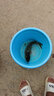 川澤魚(yú)漂高靈敏醒目加粗底釣翻身快納米魚(yú)漂棗核浮漂野釣鯽魚(yú)鯉魚(yú)浮漂NC06 1號深水鯽魚(yú) 鉛2.6g 2目加粗尾【兩支裝】 曬單實(shí)拍圖
