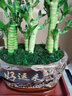 幼薇節(jié)節(jié)高富貴竹植物客廳轉(zhuǎn)運(yùn)綠植盆栽辦公室內(nèi)桌面好養(yǎng)盆景四季常青 九棵富貴竹+橫好運(yùn)來(lái)陶瓷盆 帶盆栽好 曬單實(shí)拍圖