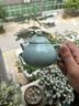 尋汝陳全貴大師汝窯茶壺泡茶單壺陶瓷開(kāi)片天青色功夫茶具高檔禮盒釉 天青汝窯文旦壺- 220ml 曬單實(shí)拍圖