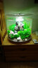 biOrb15L亞克力圓柱生態(tài)魚(yú)缸家用客廳桌面小型金魚(yú)缸創(chuàng  )意造景魚(yú)缸套餐  15L缸體MCR燈+造景6 曬單實(shí)拍圖