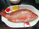 乃鮮海產(chǎn)品鮮活紅鯛魚(yú)大紅立新鮮現撈整條活凍真空 鮮活冷凍真空紅鯛魚(yú)1.2-1.5斤/條 一條實(shí)惠價(jià) 曬單實(shí)拍圖