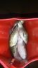 久巖歪嘴千又魚鉤正品散鉤鯽鯉魚鉤子有刺鱸魚鉤釣魚魚鉤配件大全 4#有刺歪嘴千又&合金鋼(100枚) 曬單實拍圖