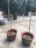 黛陌梅花苗造型盆景四季梅花樹(shù)苗梅花小苗庭院盆栽地栽梅花 臘梅 2年苗 曬單實(shí)拍圖
