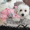 MIKI PAD狗狗衣服小型犬春秋款貓咪衣服四腳衣可牽引小狗衣服泰迪比熊 大眼仔背帶褲 L背長(cháng)35cm（參考體重8-11斤） 曬單實(shí)拍圖