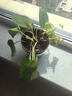 綠蘿盆栽室內(nèi)植物花卉凈化空氣綠植水培垂吊大葉綠蘿新房客廳家用 【整高20cm盆口11】加侖吸水10盆送肥料 曬單實拍圖