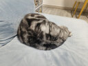 艾宠 幼犬猫用低刺激泡沫香波(香皂香)替换装 180ml  实拍图