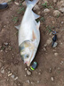 BAISHA FISH BS白鯊鰱鳙二代方塊餌料酸臭味草莓味霧化好拋竿海竿主攻花白鰱魚(yú)餌 二代酸臭鰱鳙方塊【快霧化】 【1包裝】 曬單實(shí)拍圖