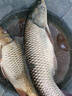 納米空心尾魚漂加粗醒目尾浮漂淺水鯽魚鯉魚混養(yǎng)抗風浪加粗醒目遠投大物標 NK-08 一套三支 曬單實拍圖