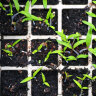 花沃里盆栽小番茄种子约70粒 蔬菜种子红珍珠小西红柿阳台盆栽/庭院种植 实拍图