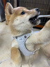 puppytie狗狗牽引繩背心式遛狗繩泰迪狗繩子調(diào)節(jié)牽引繩中小型犬胸背帶 工業(yè)灰-胸背+牽引繩 XS-超小型建議 4-10斤 曬單實拍圖